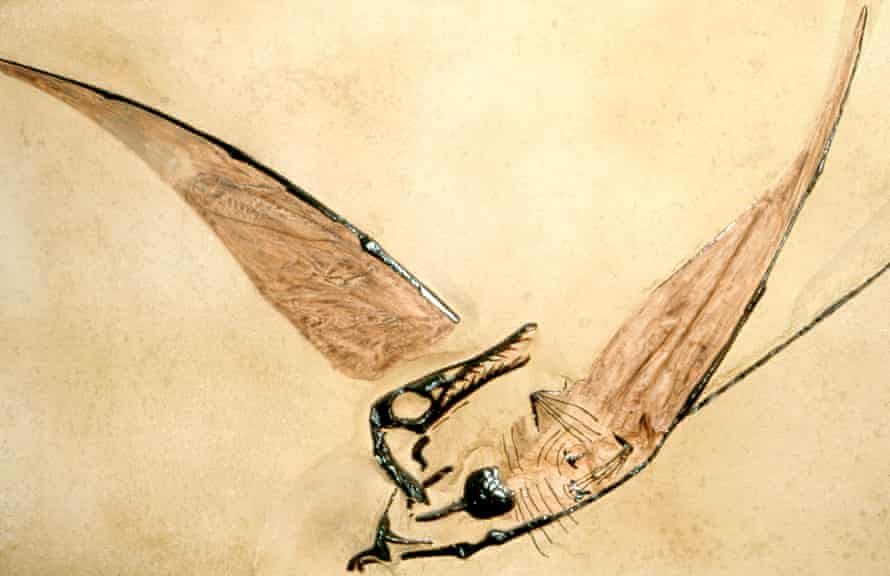 Fósil de pterosaurios del Jurásico.