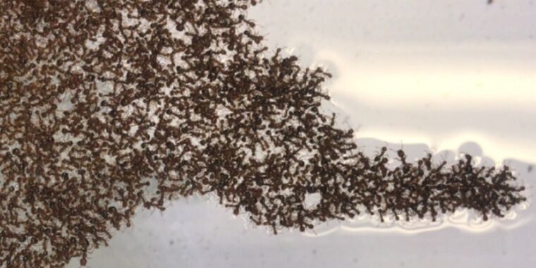 Algunas reglas simples determinan cómo las balsas flotantes de hormigas bravas cambian de forma con el tiempo