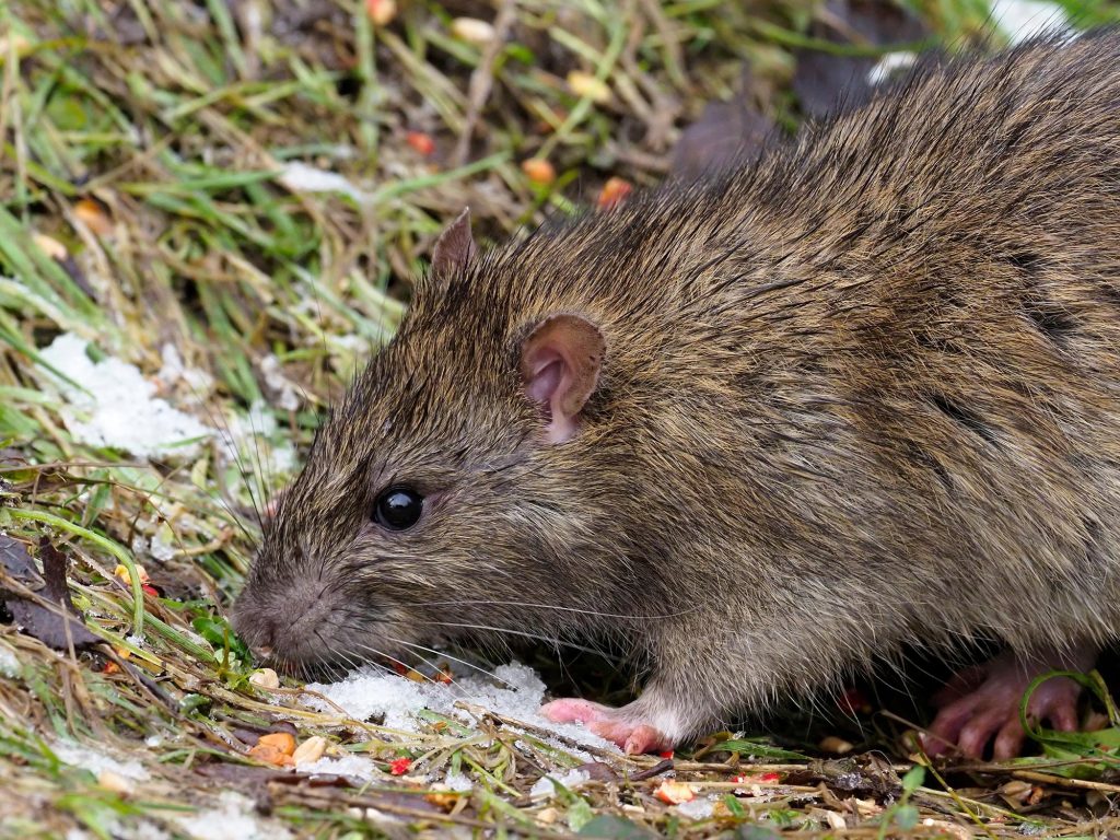 Brown Rat