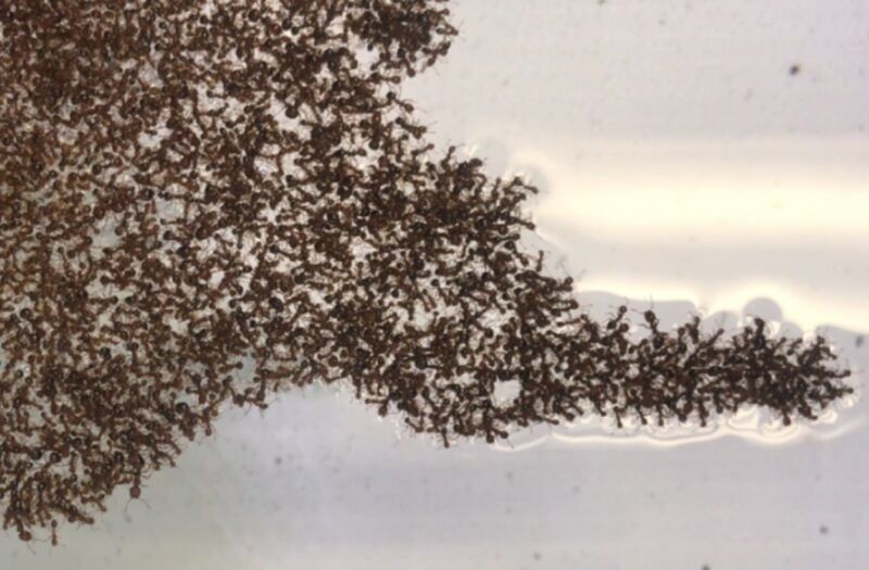 Las hormigas de fuego forman un bulto de una balsa de hormigas.