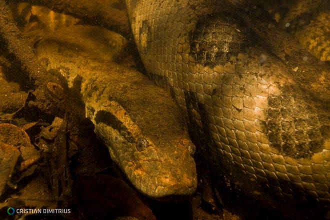 Un primer plano submarino de la anaconda verde del norte, una nueva especie descubierta en la cuenca del Orinoco en el Amazonas.