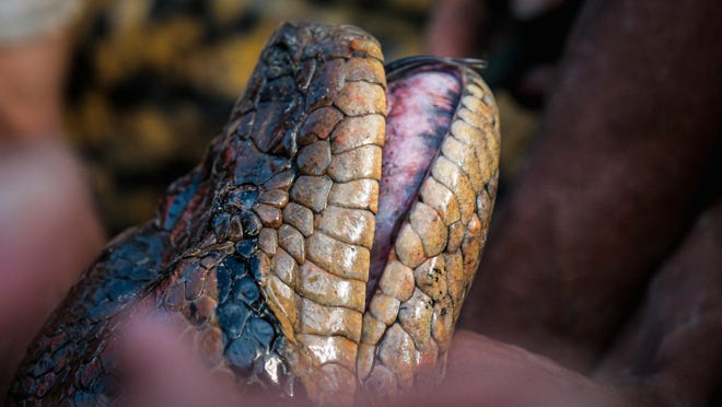 Un primer plano de la cabeza de la anaconda verde del norte, una nueva especie descubierta en la cuenca del Orinoco en el Amazonas.