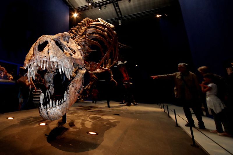 FILE PHOTO: Visitors look at a 67 million year-old skeleton of a Tyrannosaurus rex in Paris