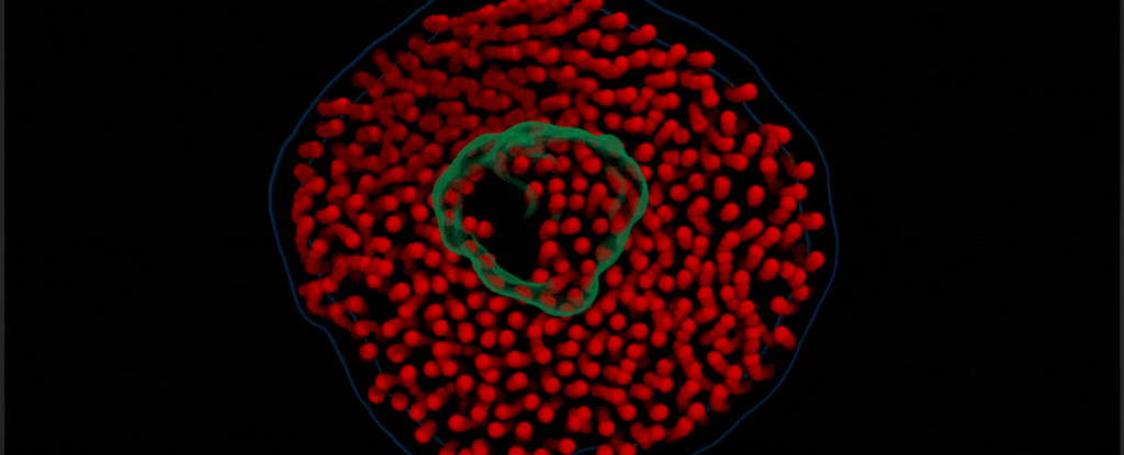 Short clip of a clump of proteins (in green) surrounded by lipids (in red).