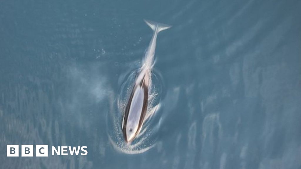 Una cría de orca huérfana escapa de un lago canadiense después de un mes de intentarlo