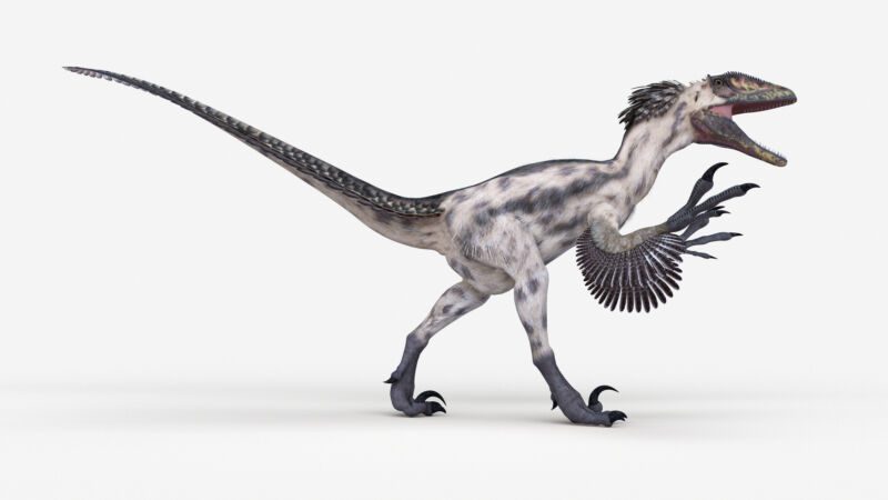 Imagen de un dinosaurio emplumado sobre fondo blanco.