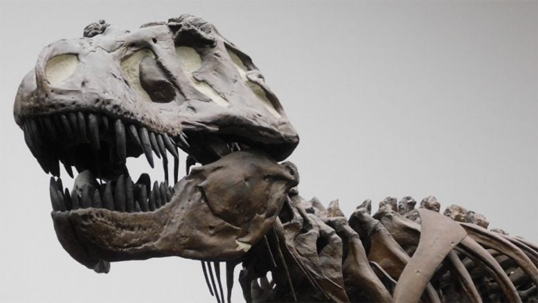 Elenco de esqueleto de T-Rex