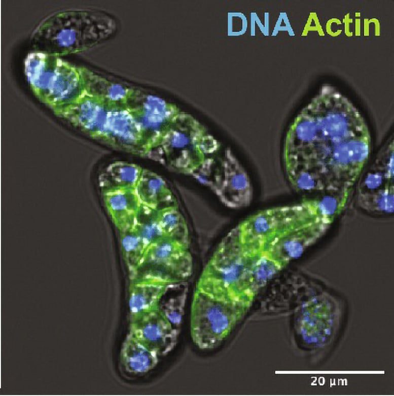 Células de Amybidium apalachianos