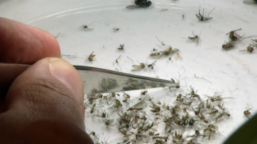 EEE encontrado en mosquitos en Connecticut por primera vez esta temporada – NBC Connecticut