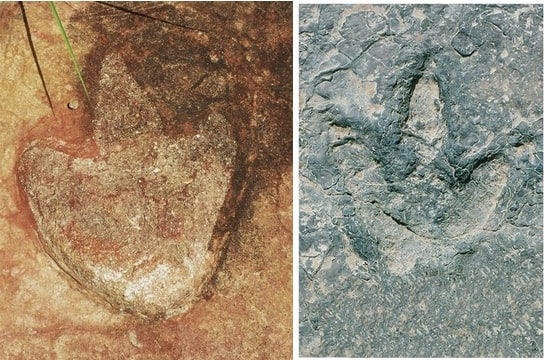 (L) Una huella dejada por un dinosaurio terópodo descubierto en la región de Porburma en el noreste de Brasil en América del Sur. (R) Las huellas de terópodos han estado presentes en la cuenca de Koum en Camerún desde que América del Sur y África estaban conectadas bajo el supercontinente Gondwana. Cuenca de Koum en Brasil y Camerún