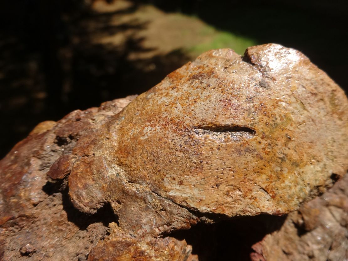 Los paleontólogos han estudiado las marcas de mordeduras de depredadores en los restos fosilizados de la vaca marina.